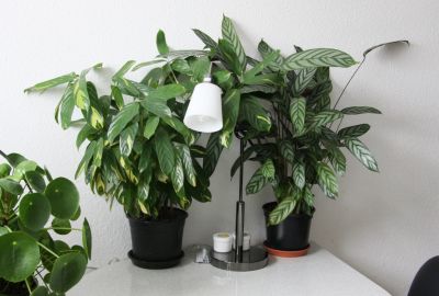 Calathea auf dem Küchentisch