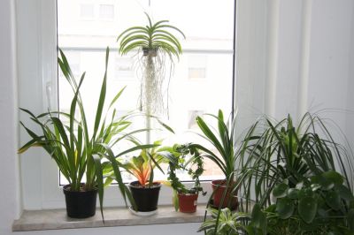 Pflanzen am Küchenfenster