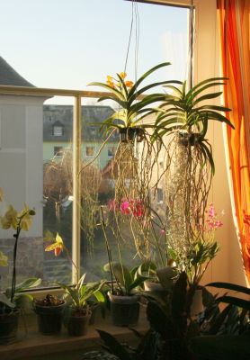 Vanda Orchideen mit Abendsonne