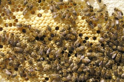 Gesundes Bienenvolk