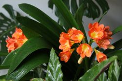 Klivie mit Blüten