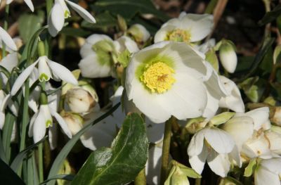 Weiße Christrose