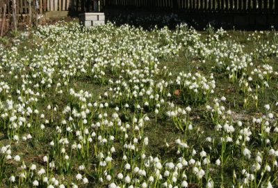 Märzenbecherwiese