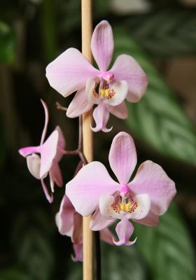 Phalaenopsis schilleriana