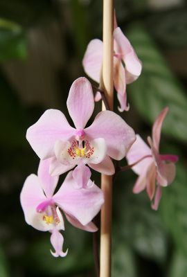 Phalaenopsis schilleriana