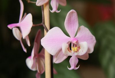 Phalaenopsis schilleriana