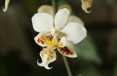 Phalaenopsis stuartiana
