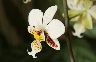 Phalaenopsis stuartiana