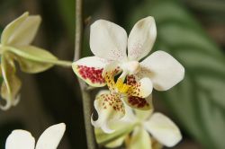 Phalaenopsis stuartiana