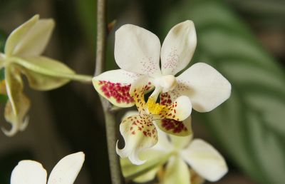 Phalaenopsis stuartiana
