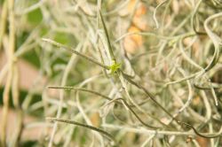 Tillandsia usneoides mit Blüte