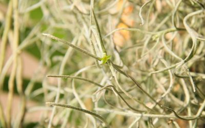 Tillandsia usneoides mit Blüte