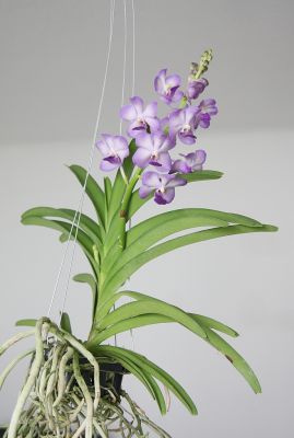 Vanda "Vasco Blue"