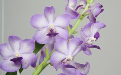 Vanda "Vasco Blue"