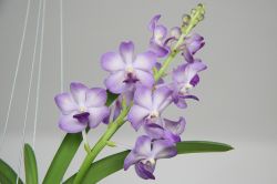 Vanda "Vasco Blue"