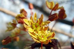 Ahorn Blüten (Acer platanoides)