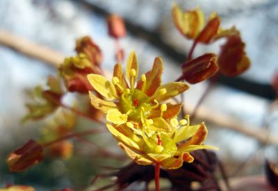 Ahorn Blüten (Acer platanoides)