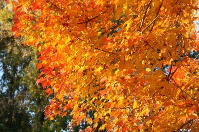 Acer platanoides mit Herbstlaub