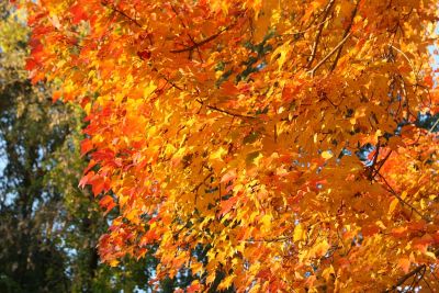 Acer platanoides mit Herbstlaub