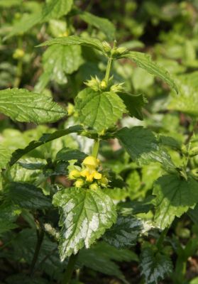 Silberblättrige Goldnessel (Lamium argentatum)