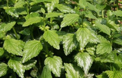 Silberblättrige Goldnessel (Lamium argentatum)