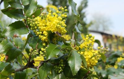 Gewöhnliche Mahonie (Mahonia aquifolium)