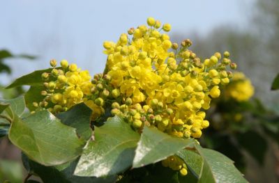 Gewöhnliche Mahonie (Mahonia aquifolium)