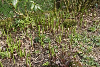 Maiglöckchen (Convallaria majalis)