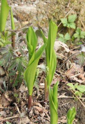 Maiglöckchen (Convallaria majalis)