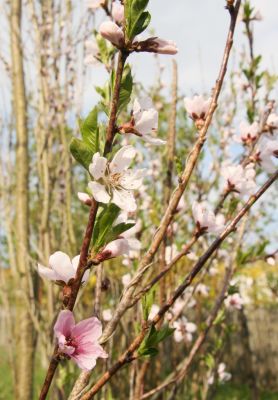 Pfirsichblüten