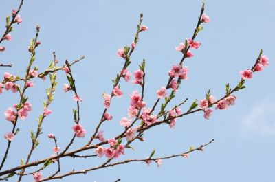 Pfirsichblüten