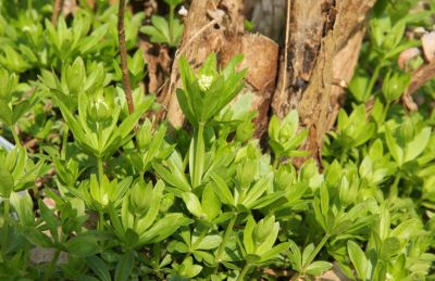 Waldmeister (Galium odoratum)