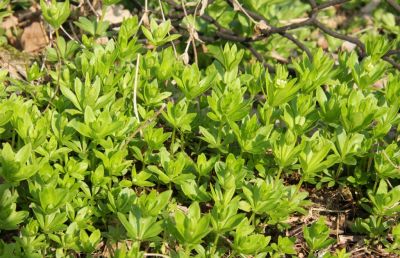 Waldmeister (Galium odoratum)