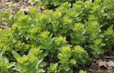 Goldfelberich (Lysimachia punctata)