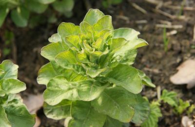 Goldfelberich (Lysimachia punctata)