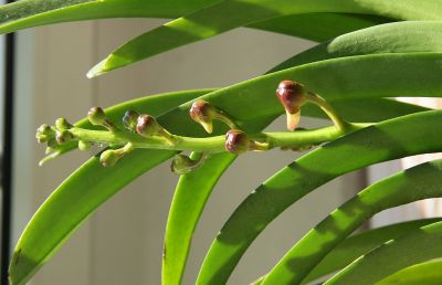 Vanda Wild Cherry Blütentrieb 01.05.2011