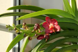 Vanda Wild Cherry 06.05.2011