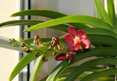Vanda Wild Cherry 06.05.2011