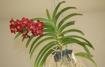 Vanda "Wild Cherry" mit Blüten