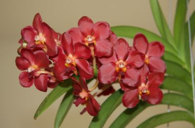 Vanda "Wild Cherry" Blüten