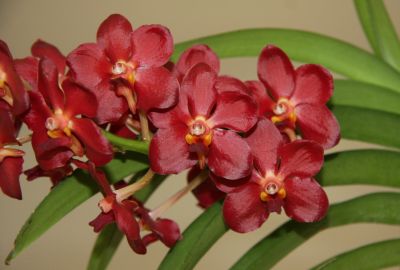 Vanda "Wild Cherry" Blüten