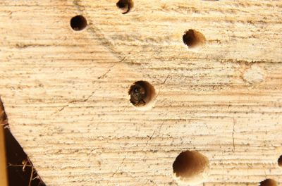 Biene im Wildbienenhotel