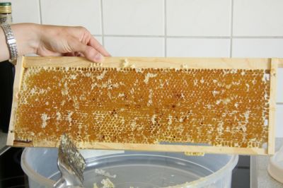 Honigwabe ohne Deckelwachs