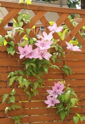 Clematis mit Blüten