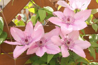 Rosa Clematis