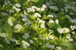 Waldmeister (Galium odoratum)