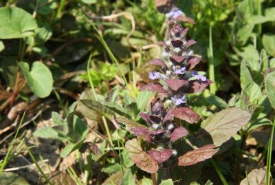 Pyramiden-Günsel (Ajuga pyramidalis)