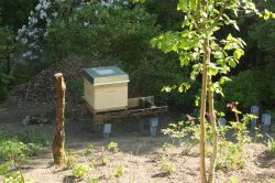 Erstes Bienenvolk im Garten
