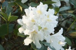 Weißer Rhododendron