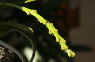 Aerides houlletiana 29.05.2011